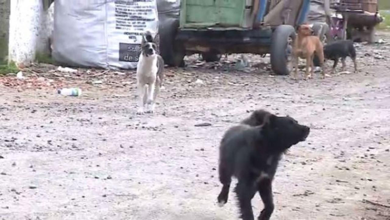 Serviço de entrega dos Correios é suspenso em ruas de Lages por causa de cachorros soltos