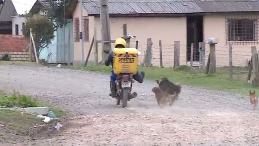 Serviço de entrega dos Correios é suspenso em ruas de Lages por causa de cachorros soltos